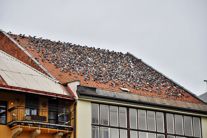 A2B Pest Control are able to install spikes to deter birds from roofs in Brighton. 