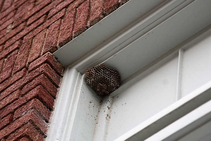 We provide a wasp nest removal service for domestic and commercial properties in Brighton.